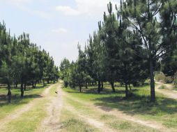 Atractivo. Distintas asociaciones se han ofrecido a formar parte del proyecto. EL INFORMADOR / R. Tamayo