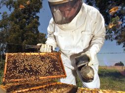 La apicultura requiere y demanda más atención ya que está ligada a la supervivencia de la humanidad de forma íntima. EL INFORMADOR / ARCHIVO
