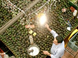 En Guadalajara, el aguacate incrementa dos pesos, al pasar de 32 a 34 pesos. EL INFORMADOR / ARCHIVO