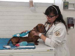 Es necesario ir de inmediato con el veterinario si se tiene una sospecha de que el perro se tragó un objeto. NTX / ARCHIVO