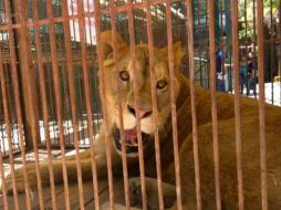 Los animales contarán en sus respectivos espacios con pisos blandos de tierra y pasto que les brindará un verdadero confort. TWITTER / @PROFEPA_Mx