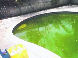 El agua ha adquirido un tono esmeralda encantador, como de fórmula química, y está cubierta de una espuma que parece sorbete de lima. YOUTUBE /