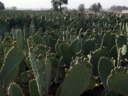 El nopal muestra tener mayor actividad antioxidante que el café y el vino, después de someterse a una solución de radicales libres. EL INFORMADOR / ARCHIVO