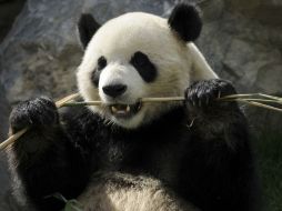Los pandas pasan 14 horas al día comiendo 12.5 kilogramos de bambú, pero no digieren ni un cuarto de lo que consumen. AFP / ARCHIVO