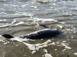 El nuevo estudio demuestra que los delfines sufrían lesiones pulmonares y suprarrenales por nadar en aguas contaminadas. AP / ARCHIVO