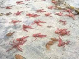 Esta especie es codiciada en el mercado de la gastronomía por lo que se montó un operativo de vigilancia para evitar el saqueo. FACEBOOK / Policía Tijuana