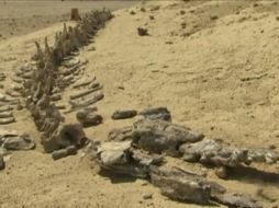 Encontraron gran cantidad de colmillos de tiburones, que se alimentaron de la ballena tras morir. YOUTUBE / Unesco