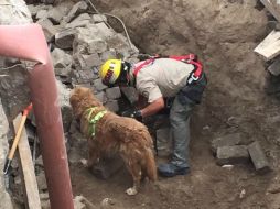 Elementos de Protección Civil de Zapopan ayudaron en las labores de rescate. TWITTER / @UMPCyBZ