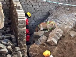 Personal de Protección Civil y Bomberos de Zapopan ayudaron en las labores de rescate. TWITTER / @UMPCyBZ
