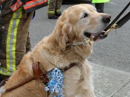 Luego del accidente 'Figo' fue operado y tiene una férula en la pierna. AP / F. Becerra