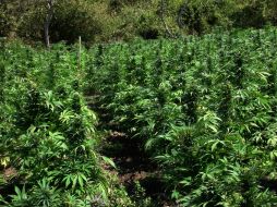En 2014, se confiscó uno de los más grandes plantíos con 100 mil 97 plantas y un valor comercial estimado de 175 millones de dólares. EL INFORMADOR / ARCHIVO
