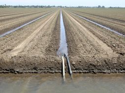 California ya ordenó recortes en el uso de agua a ciudades, poblados y muchos otros agricultores. AP / R. Pedroncelli
