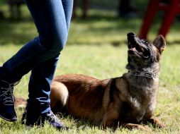 El estudio podría contribuir a determinar los sentimientos de los animales. EL INFORMADOR / ARCHIVO