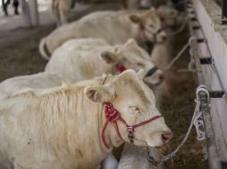 En 2013 se produjeron 209 mil toneladas de carne, mientras que en 2014 se cerró con un total de 204 mil toneladas. EL INFORMADOR / ARCHIVO