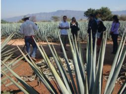 Para fortalecer este proyecto turístico, las empresas tequileras y de servicios luchan por conquistar a más visitantes cada día. ESPECIAL / rutadeltequila.org.mx