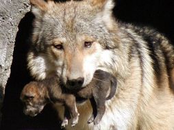 Se está buscando un nuevo albergue para aumentar la capacidad para alojar a los lobos. EL INFORMADOR / ARCHIVO