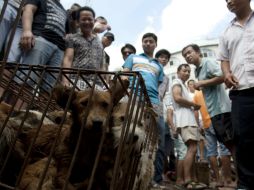 Unos 10 mil perros, muchos de ellos mascotas robadas, son carneados para el festival. EFE / STR