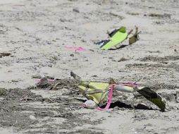 La nave en la que viajaba, se estrello e incendió el lunes en la mañana. AFP / H. Garb