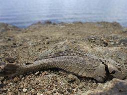 Funcionarios en Cuba dicen que el 75% de la isla se encuentra en sequía. AP / R. Arduengo