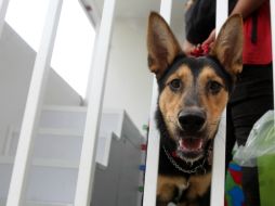 Los síntomas consisten en fiebre dolor de cabeza, dolor muscular y malestar general. AP / ARCHIVO