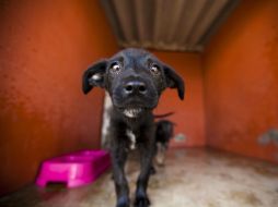 Romo Guerra llama a tomar conciencia y optar por nueva cultura en relación a las mascotas. EL INFORMADOR / ARCHIVO