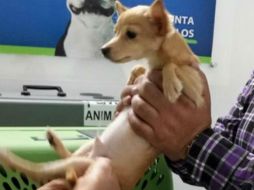 En el caso de lo empleados que maltratan a los animales se buscará defender los derechos de los animales. TWITTER / @CarlosTorresF_