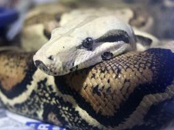 Hallan dos serpientes en un segundo paquete con destino a Oaxaca. AP / ARCHIVO