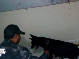 Con apoyo de un perro detector de narcóticos, la PGR encontró los dos compartimentos que contenían 36 paquetes con el narcótico. NTX / Cortesía
