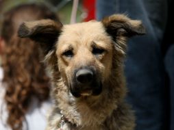 La mayoría de las quejas contra veterinarias es referente al cuidado que los trabajadores brindan a las mascotas. EL INFORMADOR / ARCHIVO