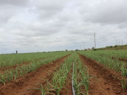 El proyecto destaca la importancia de la cooperación internacional para el desarrollo económico y social en ambos países. EL INFORMADOR / ARCHIVO