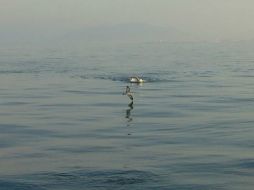 Los cuatro han efectuado el cruce del Estrecho sin traje de neopreno. FACEBOOK / ACNEG