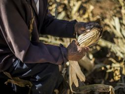 El mexicano promedio consume más de 500 gramos de maíz al día en diferentes presentaciones. EL INFORMADOR / ARCHIVO