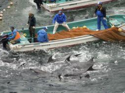 El alcalde de Taiji declara que pese a críticas, la localidad seguirá realizando esta práctica. EFE / ARCHIVO