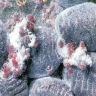 Elaboran tinte natural aplicable a fibras textiles