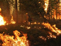 Las colillas de cigarros originan más del 30 por ciento del fuego en áreas forestales. NTX / ARCHIVO