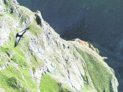 Como un sueño. Los impresionantes Cóndor sobrevolando los riscos del Cañón del Colca. EL INFORMADOR / P. Fernández