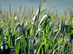 El maíz, macal, ibes y calabaza son parte de los alimentos que se pueden obtener de la milpa. EL INFORMADOR / ARCHIVO