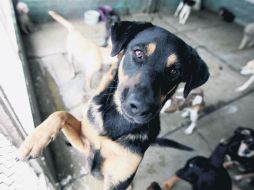 En Guadalajara se esterilizan cuatro mil 500 animales por año, pero se estima que en la ciudad hay 200 mil perros callejeros. EL INFORMADOR / ARCHIVO