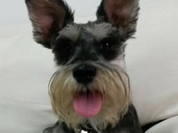 Los gatos y los perros deben contar con su desparasitación y sus vacunas para evitar contagios entre los animales y los humanos. EL INFORMADOR / O. Álvarez