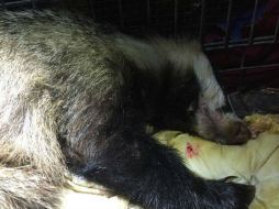 Si su convalecencia es exitosa, Wanda será liberada hacia el fin de semana cerca del lugar donde fue encontrada. FACEBOOK / Fundacja Na Rzecz Zwierząt 'Dzika Ostoja'