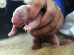 Actualmente hay alrededor de mil 600 ejemplares de panda en estado salvaje. AP / ARCHIVO