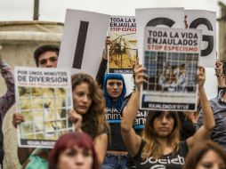 La ley que contra el uso de animales en los circos no se ocupó de su destino después de las carpas. EL INFORMADOR / ARCHIVO