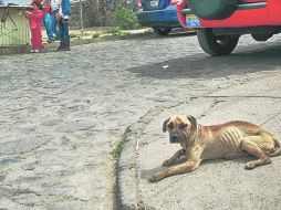 A la deriva. Un perro en abandono, considerado otra forma de maltrato animal. EL INFORMADOR / A. García