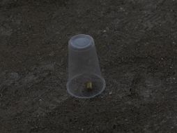 En el exterior del negocio había 26 casquillos percutidos calibre 7.62, así como seis proyectiles al interior del domicilio. EL INFORMADOR / ARCHIVO