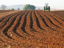 El déficit de lluvia este año está golpeando a sectores agrícolas y ganaderos. EL INFORMADOR / ARCHIVO