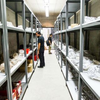 El lenguaje de los fósiles