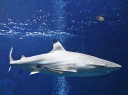 Pese a la enorme mordida, se espera que Szarmack se recupere totalmente. AFP / ARCHIVO