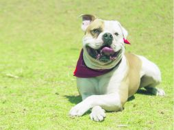 Las personas salen con su perro a la calle, sin ninguna clase de correa o arnés para dirigirlo. EL INFORMADOR / A. Hinojosa