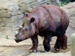 Los rinocerontes lanudos de la Era del Hielo han descendido en cerca del 90% desde mediados de la década de 1980. AP / C. Owsley