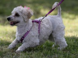 Las heces caninas no son sólo un problema estético, sino también de salud. EL INFORMADOR / ARCHIVO